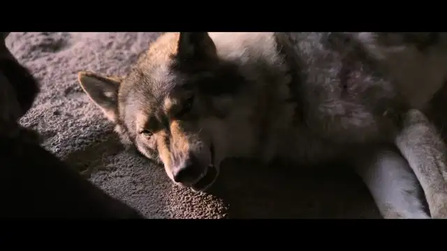 Alpha - Un'amicizia forte come la vita