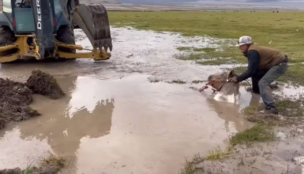 Salvataggio di un cavallo affondato in una palude fangosa 🐎